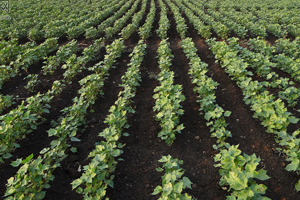 哪类棉籽不适宜做种